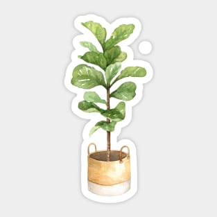 Fiddle leaf fig, houseplant, potted plant, fiddle leaf Sticker